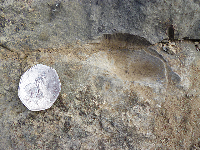 Spirifer Fossil