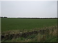 Farmland, Billingley Green