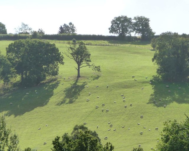Hillside sheep pasture, north of Cwm-y-wiwer Farm