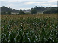 A field of maize