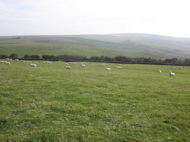 Sheep on Castle Common