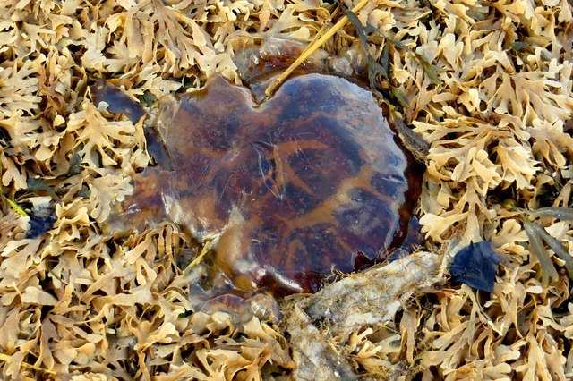 Jellyfish in the seaweed