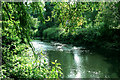 SJ8640 : River Trent, Trentham Gardens, Trentham by Brian Robert Marshall