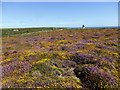 Wonderfully coloured heathland