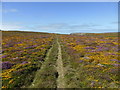 Track through the heathland