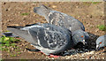 J3675 : Feral pigeons, Victoria Park, Belfast (4) by Albert Bridge