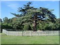 SK6464 : Cedar of Lebanon in the grounds of Rufford Abbey by Andrew Hill