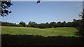 Pasture near Cannington Farm