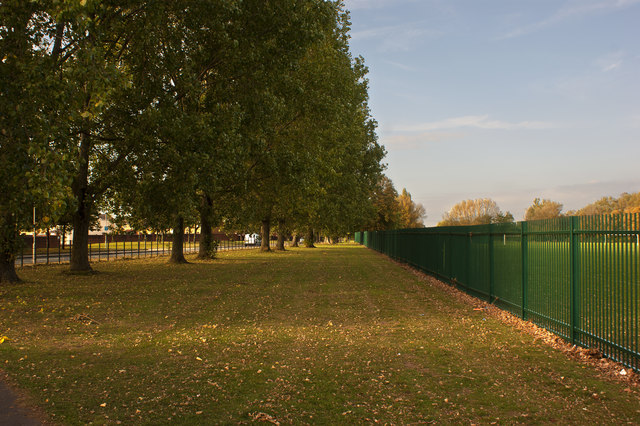 An avenue of trees at the side of Naylor's Road