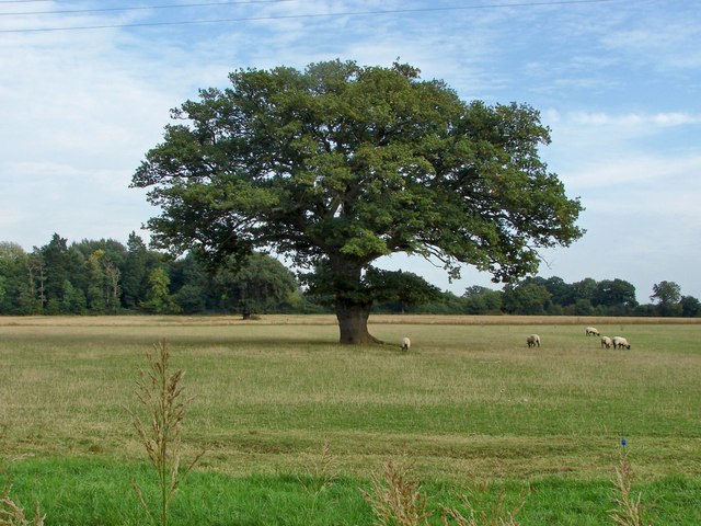 Farmland near Binfield