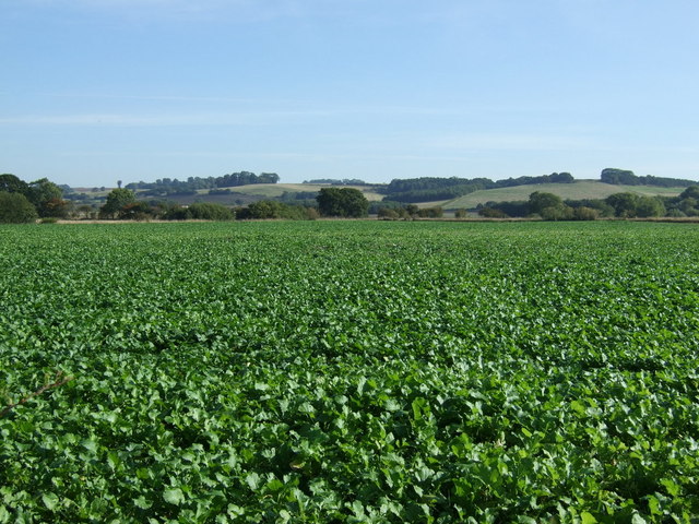Crop field east of North Willingham