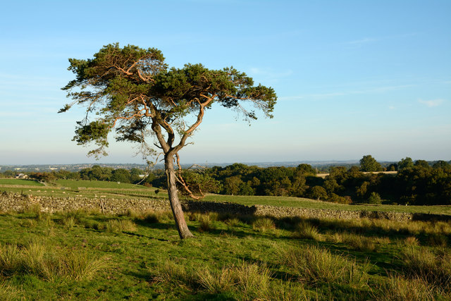 Scots pine at edge of moorland
