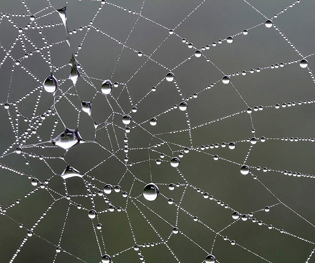 Dew on a spiders web at Bemersyde