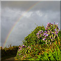 SV8808 : Rainbow and agapanthus by David Lally