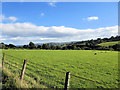 Sheep pasture east of Tan y Ffordd Ochor