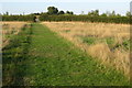 Path towards Wiles Wood