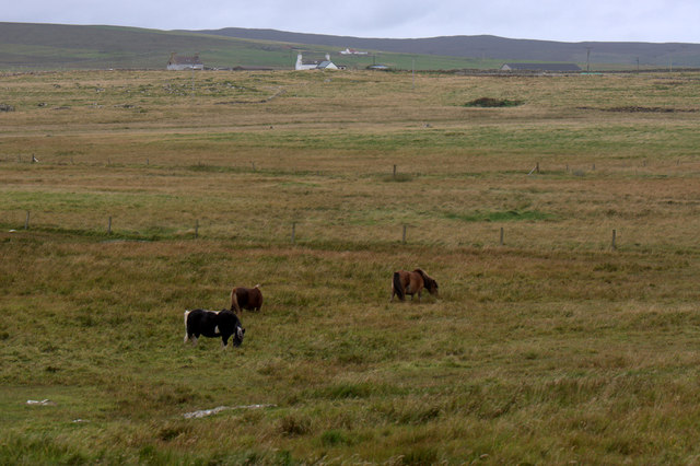 Shetland ponies at Haroldswick