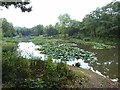 Pond in the Riverside Garden Park