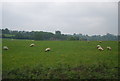 Sheep near South Nutfield