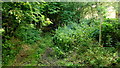 Overgrown footpath