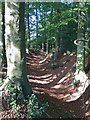 Cholesbury Camp (3) - Inner ditch, western side