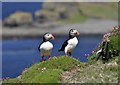NM2742 : Puffins on Lunga by Stuart Wilding