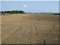 Farmland east of Bempton