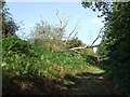 Footpath And Dead Tree