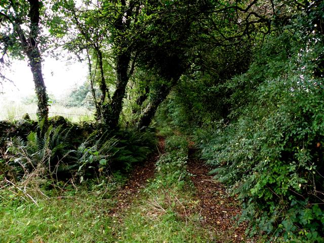 A very overgrown lane, Callowhill