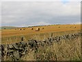 Round bales above Middleton