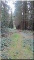 SU4400 : Path through Chale wood leading onto East wood by Sue Turner