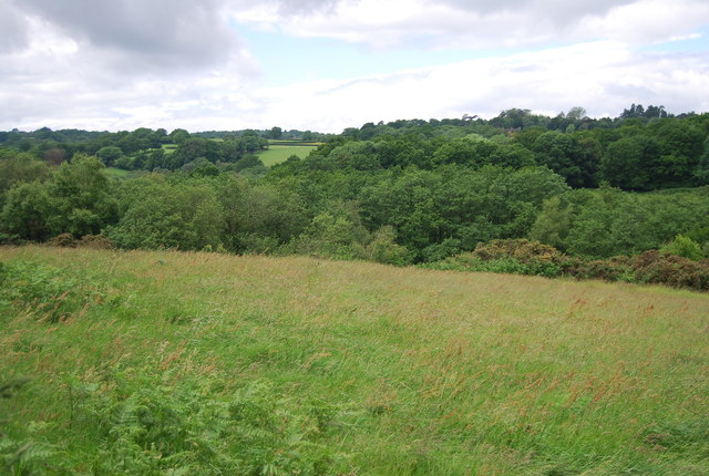 View to Bog Wood