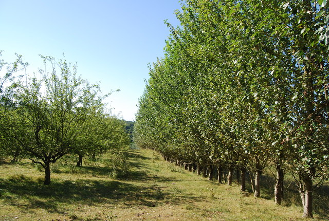 Orchard and shelterbelt