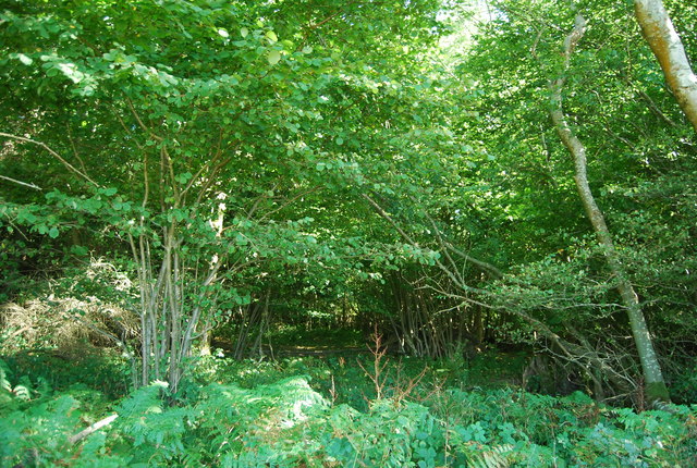 Wellhead Wood