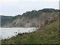 The cliffs of Durlston Bay