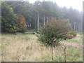 Forest track at Moseley Green