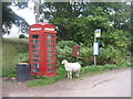 Sheep and telephone box