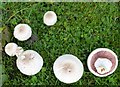 Agaricus xanthodermus (Yellow staining mushroom)