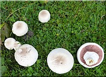 TL2601 : Agaricus xanthodermus (Yellow staining mushroom) by Rob Farrow