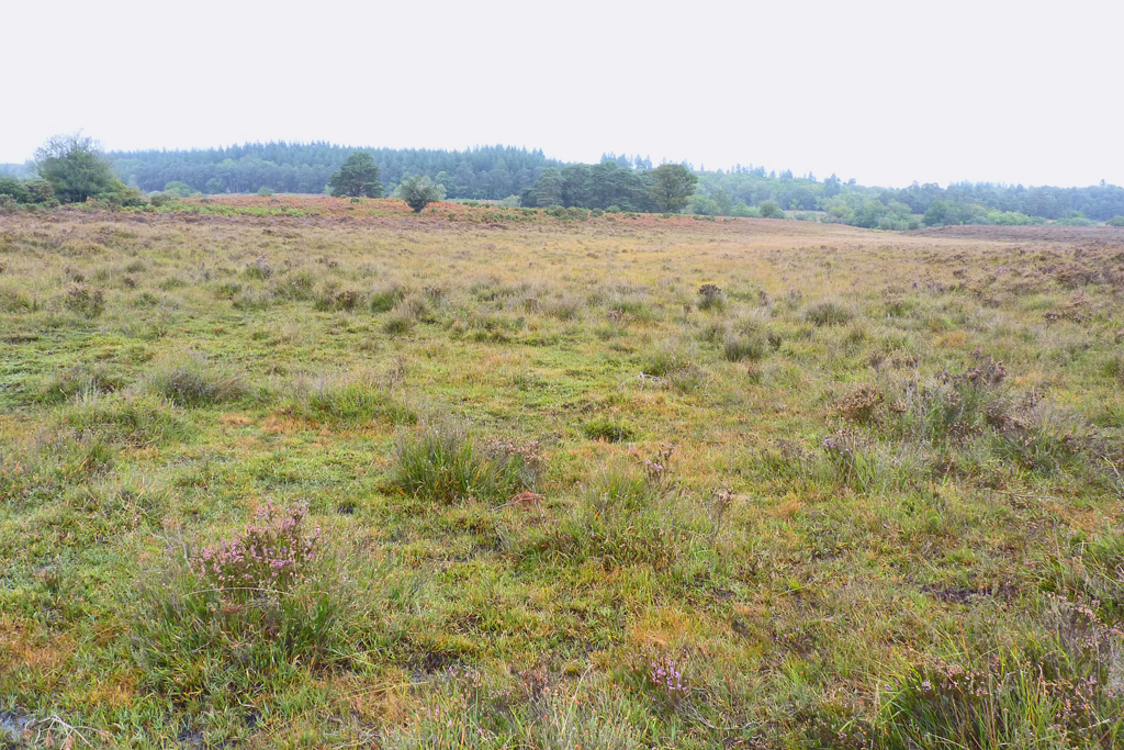 New Forest near Holm Hill © Mike Smith cc-by-sa/2.0 :: Geograph Britain ...