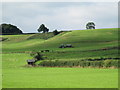 Muckspreading near Abbey Green