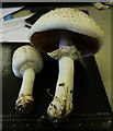 Agaricus xanthodermus - picked