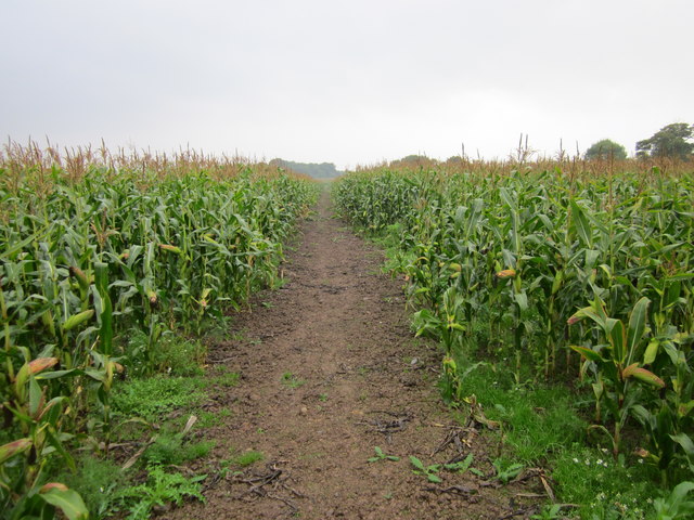 Path through the Corn at Aldford