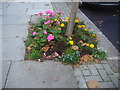 Flower bed on Blenheim Gardens