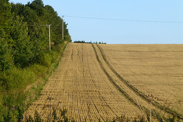 Stubble field by a strip of wood