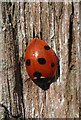 NT0676 : Seven-spot Ladybird (Coccinella septempunctata) by Anne Burgess