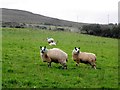 Sheep, Kilmore Robinson