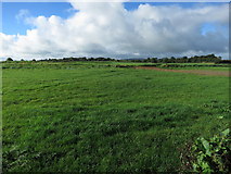 R5241 : Bright green fields by Neville Goodman