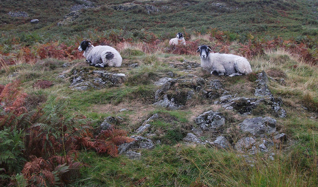 Sheep below Ivy Crag