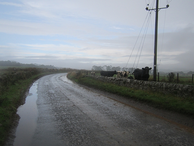 Cattle, Hillcairnie